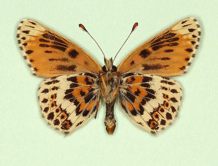 Melitaea cinxia male (aberrant form nov, verso) (Internet Image property of respective owner, non-commercial use only)